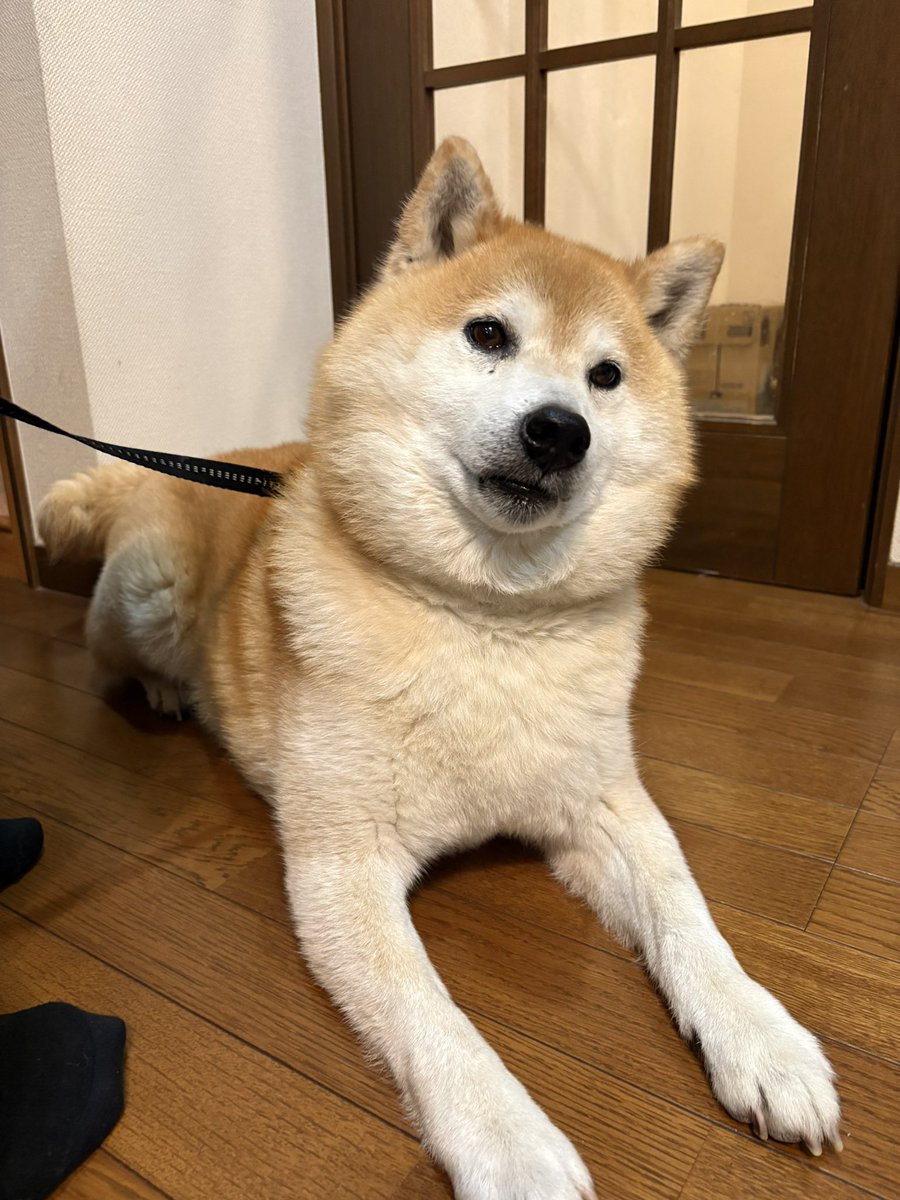 柴犬ちゃちゃ丸 (@ChaChamaru_03) / Posts / X