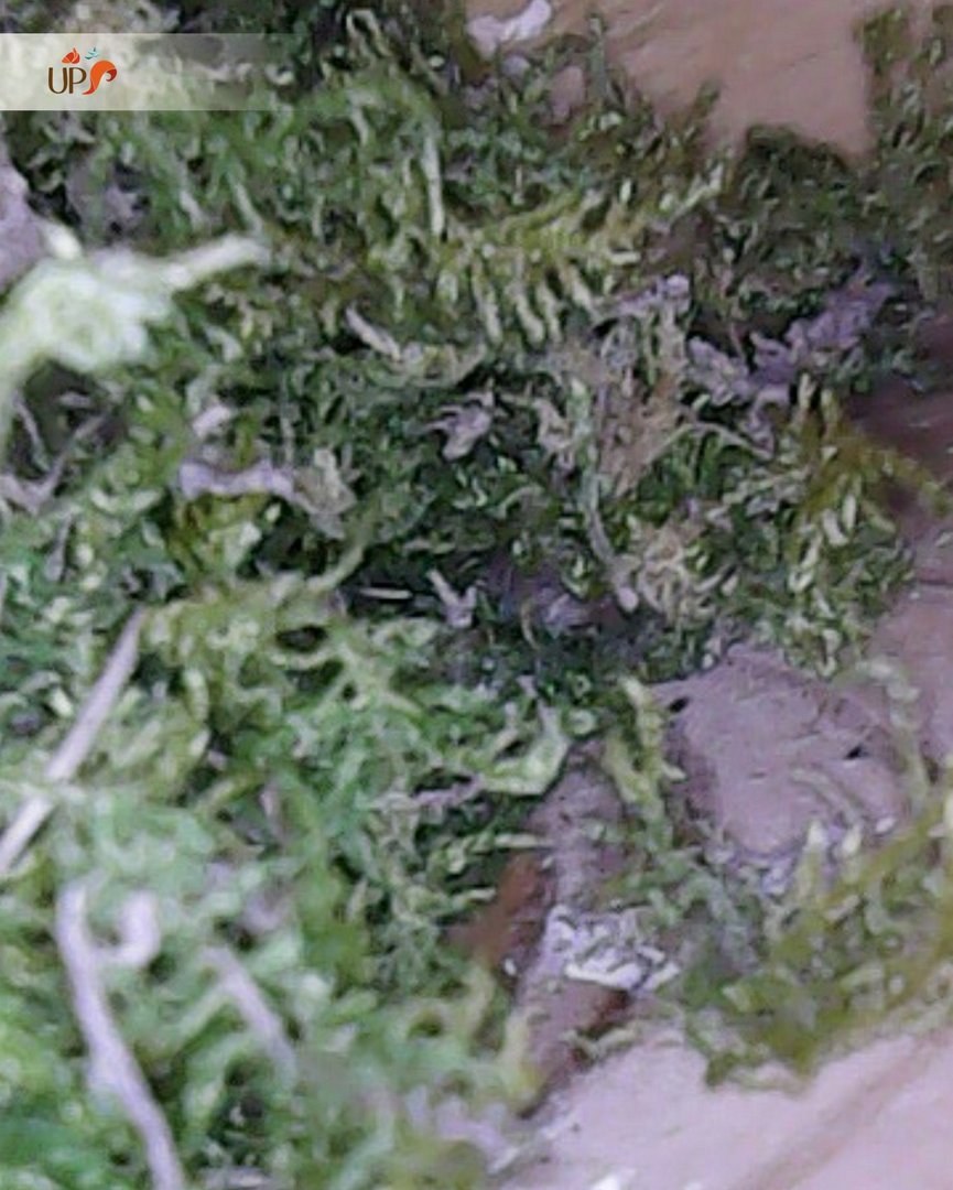 Biodiversitup's tweet photo. Un suivi pour une mesure compensatoire 📹 Nous revoici au Neubourg dans le @EureenNormandie pour un suivi inhabituel… Micro-caméra filaire en main, notre partenaire Elliot a sorti l’échelle et les cordes pour atteindre les nichoirs les plus hauts. https://t.co/NidFL2nKhZ