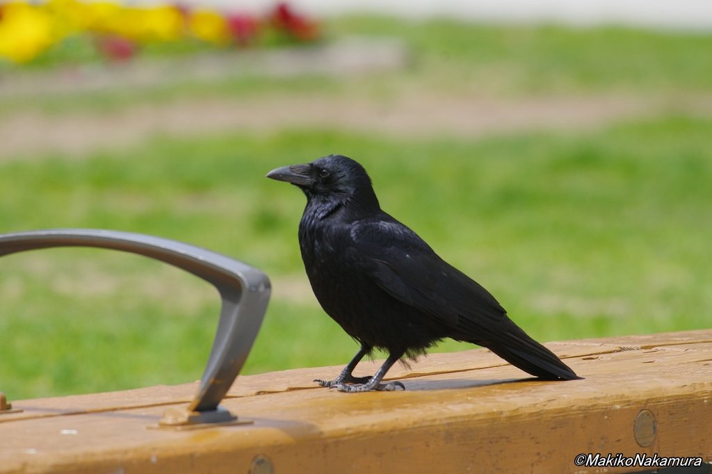 Raven tweet media