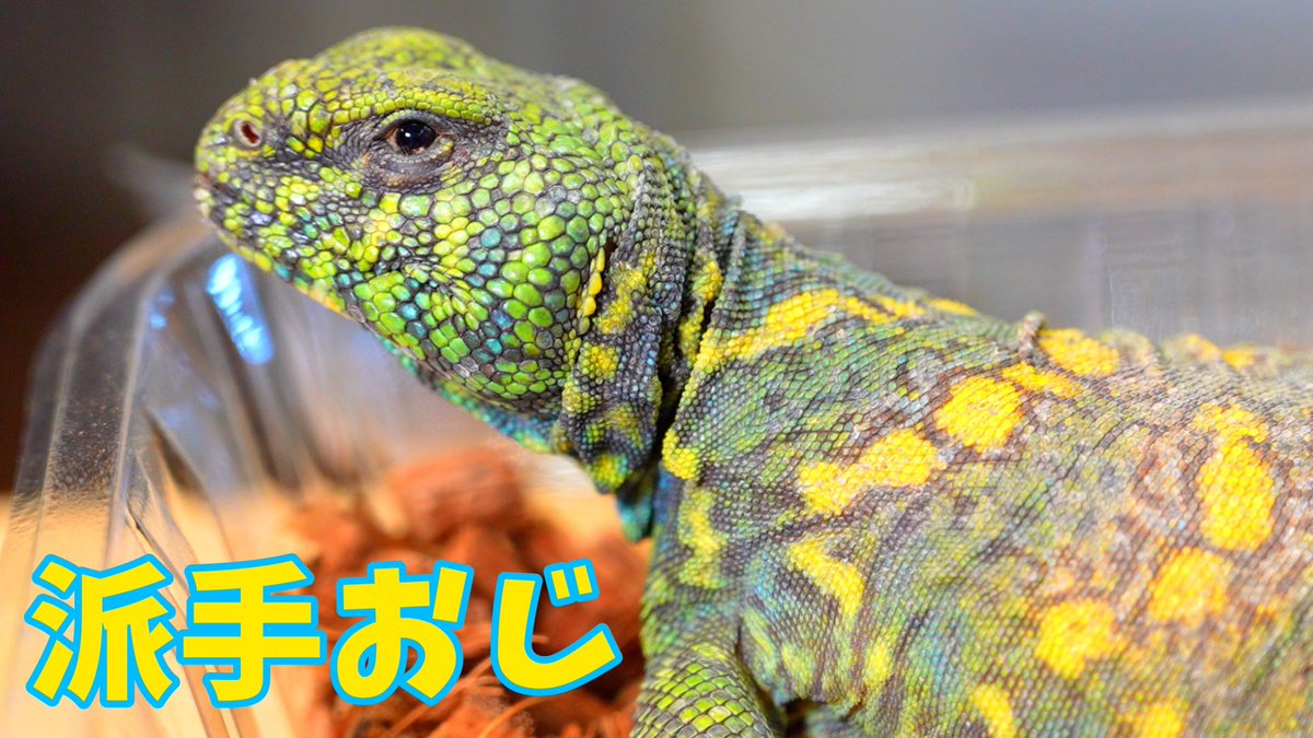 【YouTube更新🖖】
ド派手なおじさんトカゲをお迎え！