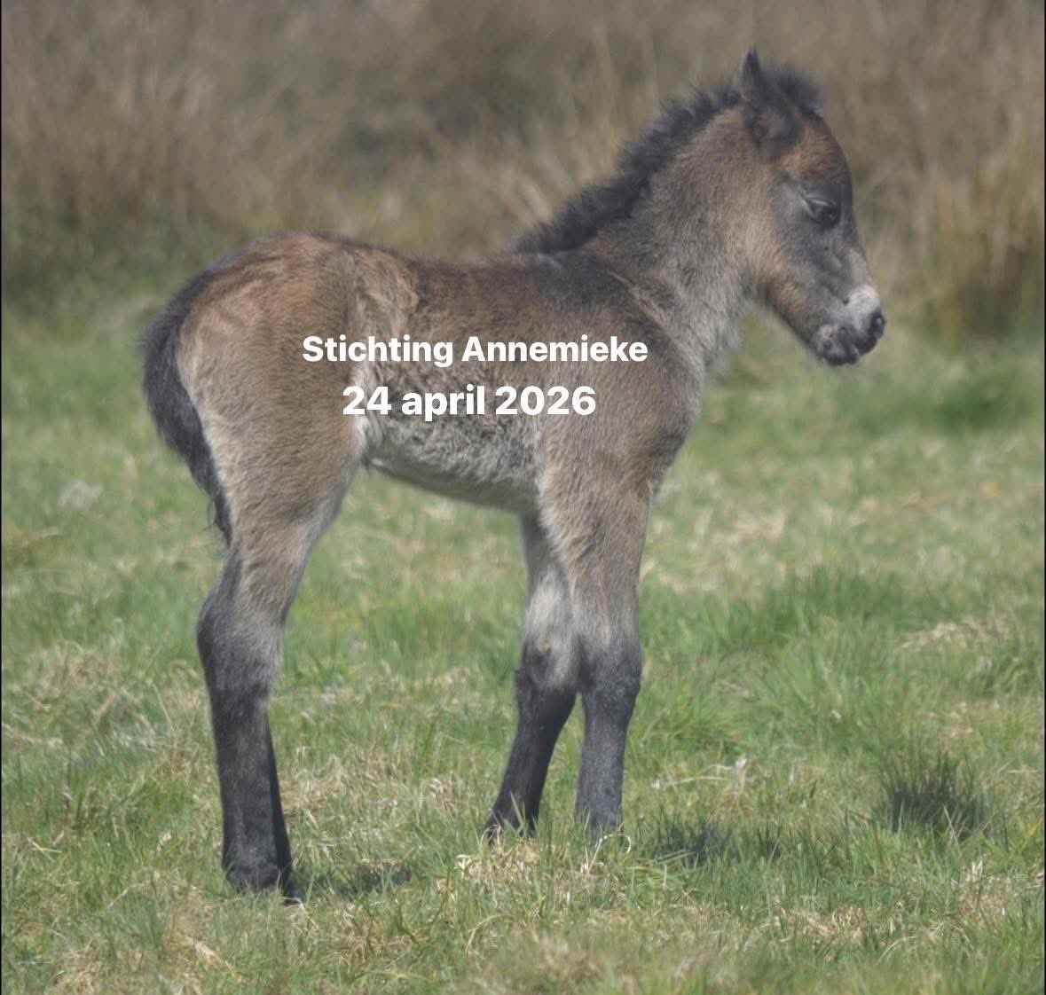AvanStraaten's tweet photo. Er wordt op allerlei plekken over mij gesproken. Prima hoor. Ik ben het inmiddels wel gewend, maar laten we wel even bij de feiten blijven.

Dit gaat niet over een “jacht op iemand”.
Dit gaat over dieren met gehouden status die aantoonbaar sterven, keer op keer, terwijl de risico’s bekend zijn en de bescherming tekortschiet. De NVWA heeft zelf vastgesteld dat er sprake is van een structurele zware overtreding van de zorgplicht. Sinds die constatering zijn er opnieuw 4 veulens dood, waaronder het veulen van gisteravond 1 mei 2026. Dat zijn geen meningen. Dat zijn feiten.

Ik kom op voor dierenwelzijn en voor naleving van de wet. Wie dat framen als “een persoonlijke actie” bagatelliseert het structurele dierenleed dat hier plaatsvindt.

Iedereen mag een mening hebben, maar de werkelijkheid verandert daar niet door.