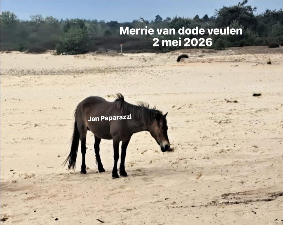 AvanStraaten's tweet photo. Er wordt op allerlei plekken over mij gesproken. Prima hoor. Ik ben het inmiddels wel gewend, maar laten we wel even bij de feiten blijven.

Dit gaat niet over een “jacht op iemand”.
Dit gaat over dieren met gehouden status die aantoonbaar sterven, keer op keer, terwijl de risico’s bekend zijn en de bescherming tekortschiet. De NVWA heeft zelf vastgesteld dat er sprake is van een structurele zware overtreding van de zorgplicht. Sinds die constatering zijn er opnieuw 4 veulens dood, waaronder het veulen van gisteravond 1 mei 2026. Dat zijn geen meningen. Dat zijn feiten.

Ik kom op voor dierenwelzijn en voor naleving van de wet. Wie dat framen als “een persoonlijke actie” bagatelliseert het structurele dierenleed dat hier plaatsvindt.

Iedereen mag een mening hebben, maar de werkelijkheid verandert daar niet door.