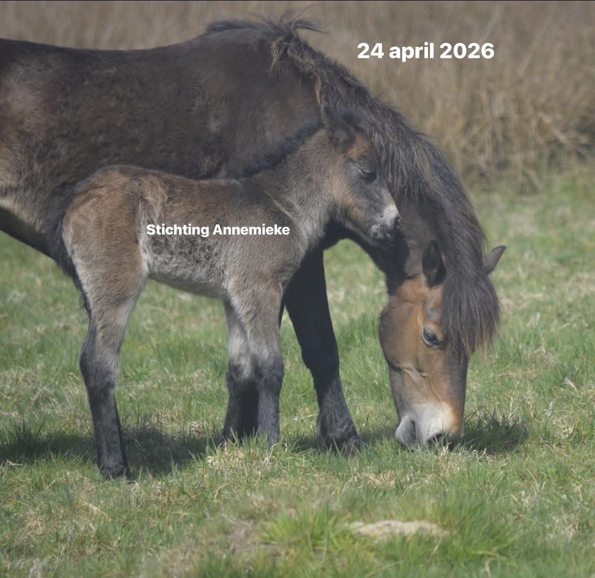 AvanStraaten's tweet photo. Er wordt op allerlei plekken over mij gesproken. Prima hoor. Ik ben het inmiddels wel gewend, maar laten we wel even bij de feiten blijven.

Dit gaat niet over een “jacht op iemand”.
Dit gaat over dieren met gehouden status die aantoonbaar sterven, keer op keer, terwijl de risico’s bekend zijn en de bescherming tekortschiet. De NVWA heeft zelf vastgesteld dat er sprake is van een structurele zware overtreding van de zorgplicht. Sinds die constatering zijn er opnieuw 4 veulens dood, waaronder het veulen van gisteravond 1 mei 2026. Dat zijn geen meningen. Dat zijn feiten.

Ik kom op voor dierenwelzijn en voor naleving van de wet. Wie dat framen als “een persoonlijke actie” bagatelliseert het structurele dierenleed dat hier plaatsvindt.

Iedereen mag een mening hebben, maar de werkelijkheid verandert daar niet door.