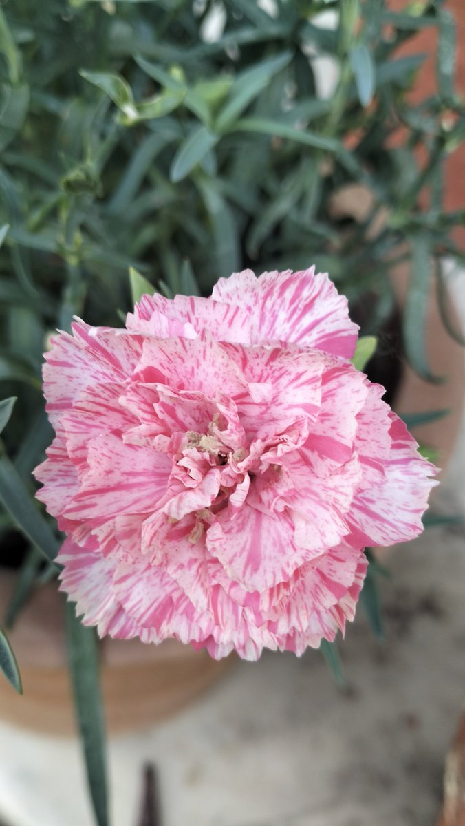 siddlovesnature's tweet photo. My hearts are bleeding again and there's flowers all around adenium,carnation.
you just name it...Enjoy the beauties of my garden..@christinedemar @VenetiaJane @CandaceSotela @GardenerFliss @HARTResearch @vinatewa_vinay https://t.co/ZMMWd3Kqbg