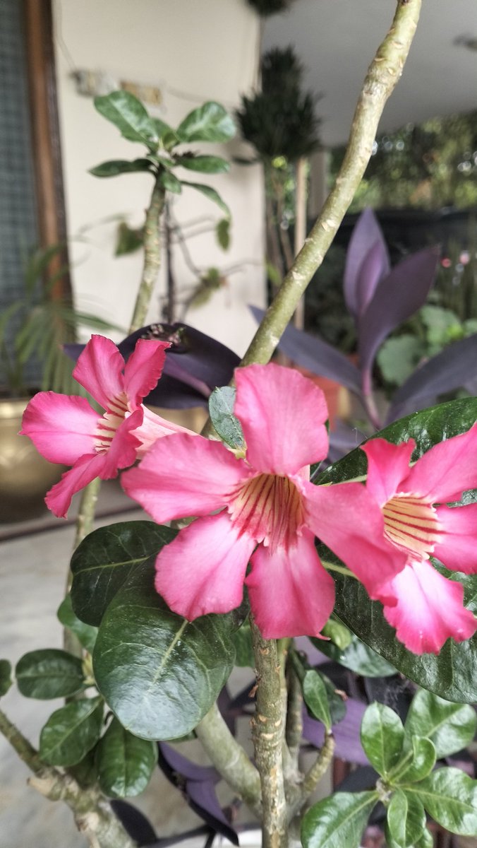siddlovesnature's tweet photo. My hearts are bleeding again and there's flowers all around adenium,carnation.
you just name it...Enjoy the beauties of my garden..@christinedemar @VenetiaJane @CandaceSotela @GardenerFliss @HARTResearch @vinatewa_vinay https://t.co/ZMMWd3Kqbg
