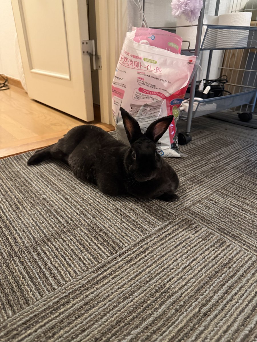 くろいうさぎたち🐰 tweet media