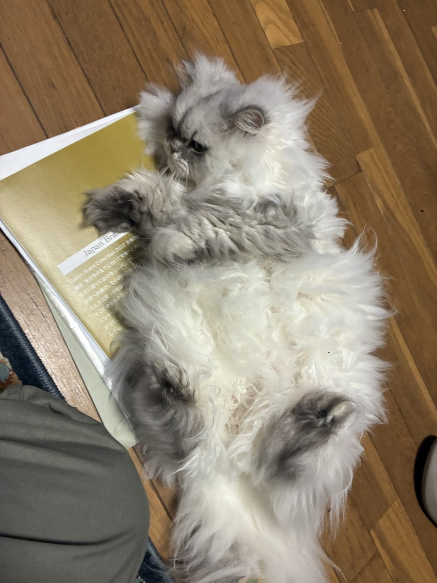 カピカピのいぬ。 tweet media