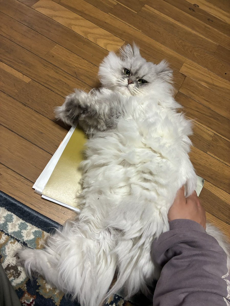 カピカピのいぬ。 tweet media