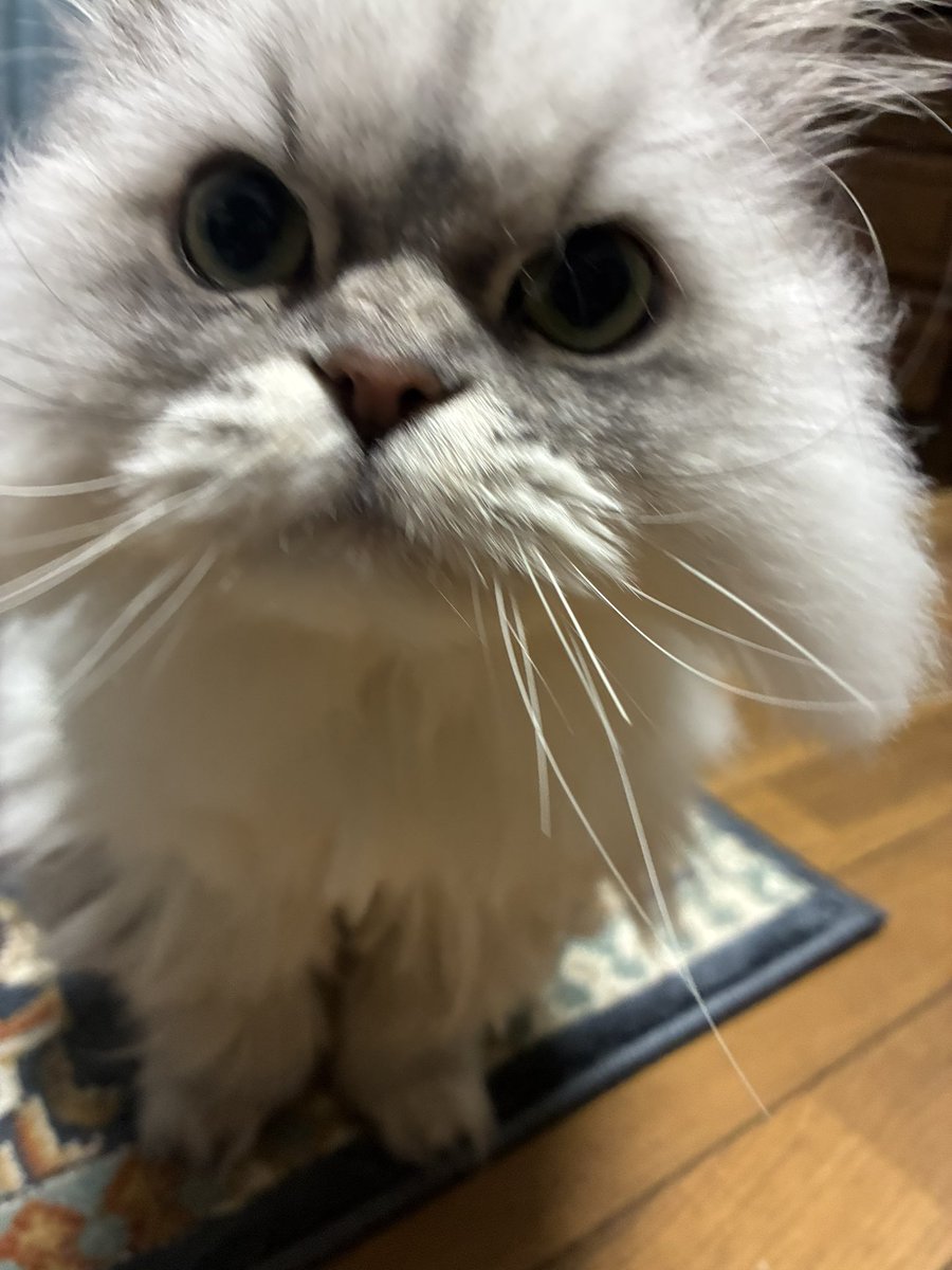 カピカピのいぬ。 tweet media