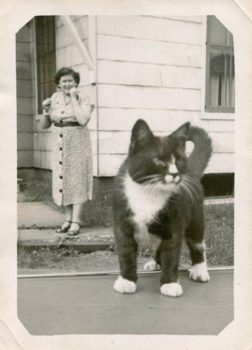 HorribleSanity's tweet image. It's #Caturday!