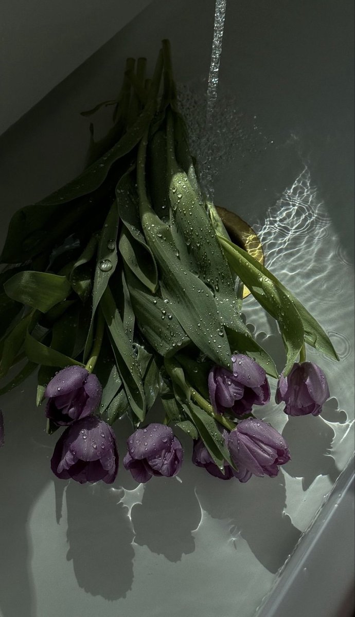 Tulips tweet media