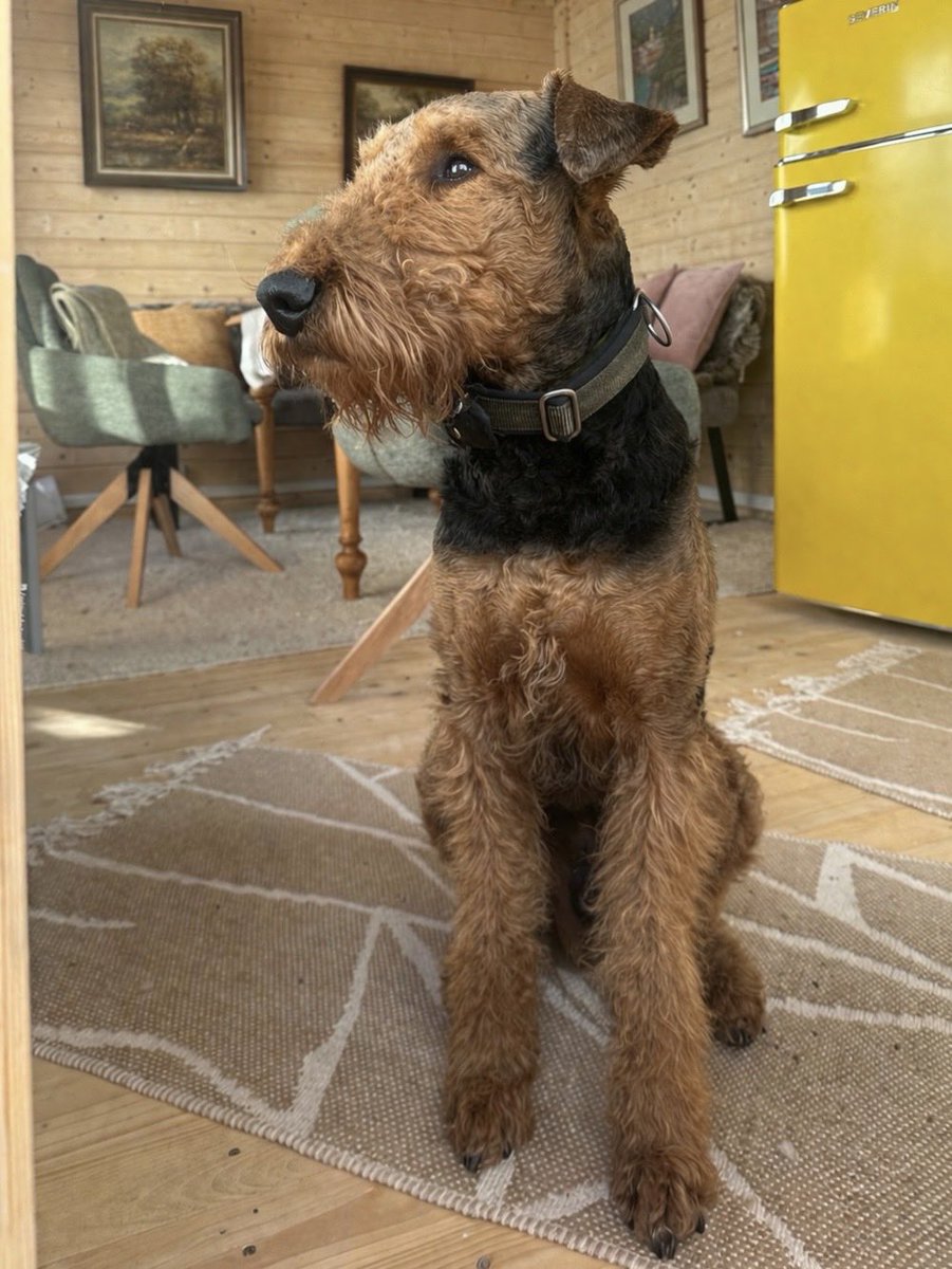 Frodo the Airedale 🇪🇺🇬🇧🇨🇦 tweet media