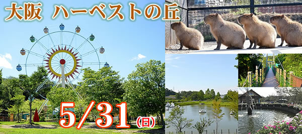 cos_joy's tweet photo. 【コスプレイベント ＣＯＳＪＯＹ】

大阪ハーベストの丘🎡
５/３１(日)

季節の花畑や観覧車・ボートなどの遊具、動物とのふれあいも楽しめます🐑🌼
多くの飲食店があります🍕🍦🍟

事前登録受付中
https://t.co/CBraPhr9gM

#COSJOY
#コスジョイ
#コスプレ
#イベント https://t.co/WnDIXOTr2I