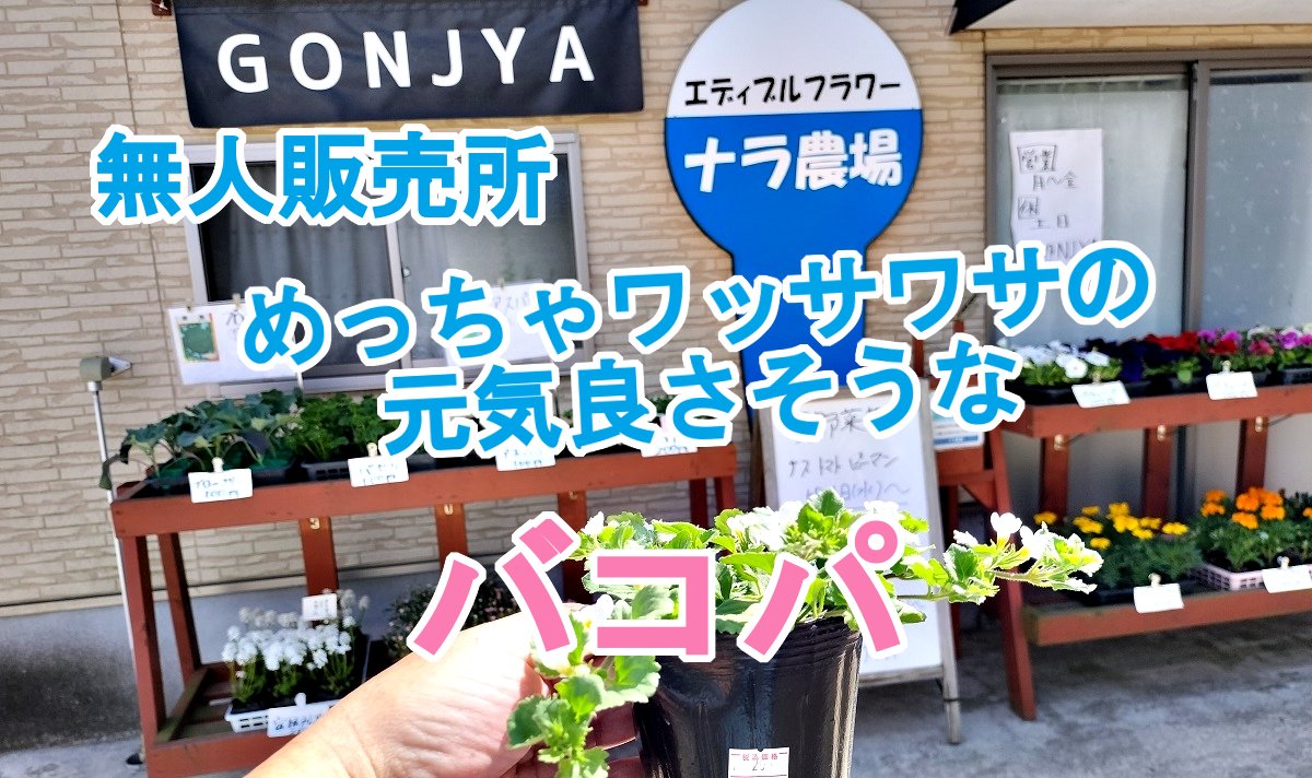 diycampfishing's tweet image. 【ガーデニングDIY】無人販売所でバコパ

youtu.be/TEroPeYEG6s

 #ガーデニング #gardening #園芸 #DIY #ガーデニングdiy