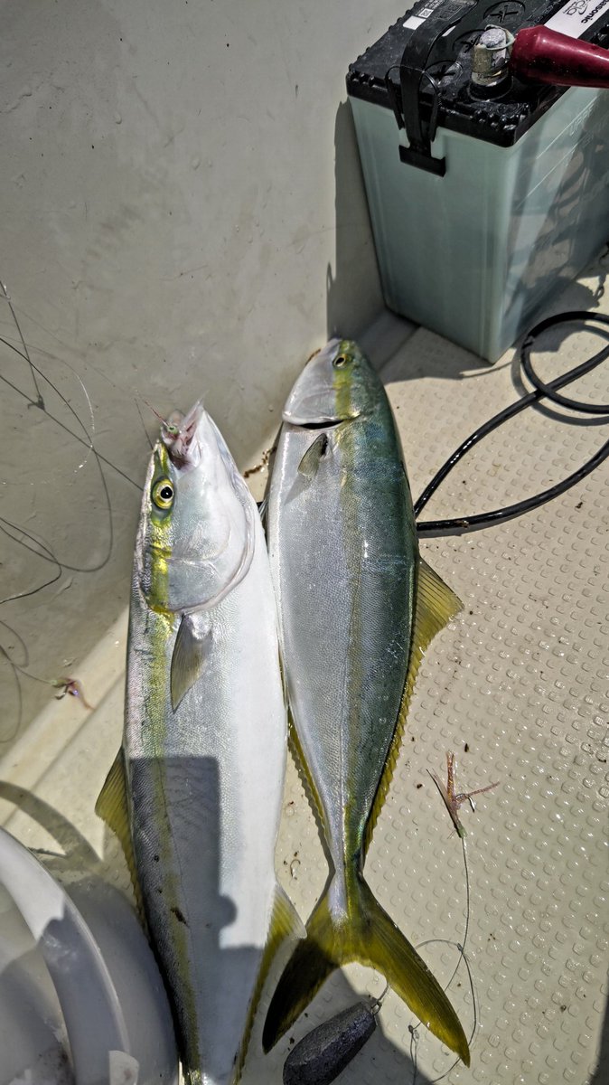 tureture55's tweet photo. 鳴門海峡に鯛ラバ＆ハマチ釣りに行ってきた。
実は鯛ラバ初挑戦である。ビンビン玉を使ってやるのだが、アタリが無いので何の勉強にもならなかった😑
ハマチ狙いのサビキ仕掛けに変えて50〜65㌢を二人で18尾。
疲れたけど楽しめた🤗 https://t.co/DbnytfSKQg