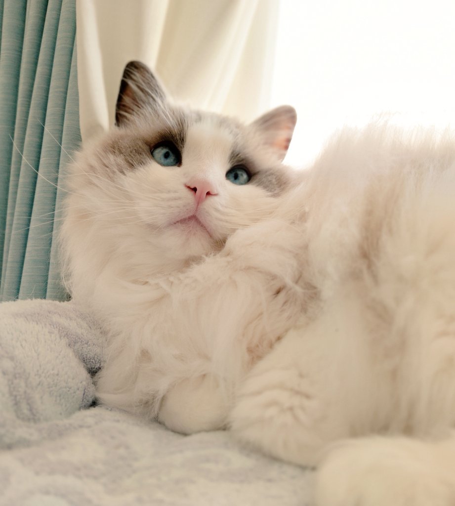 お団子猫 tweet media