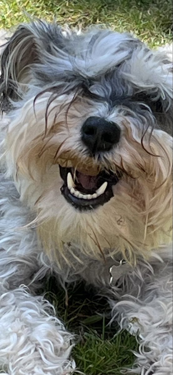 DaisySchnauzer's tweet photo. Suns out teefs out #Schnauzergang 🌞🐾🌼 https://t.co/yKw2mnZQJF