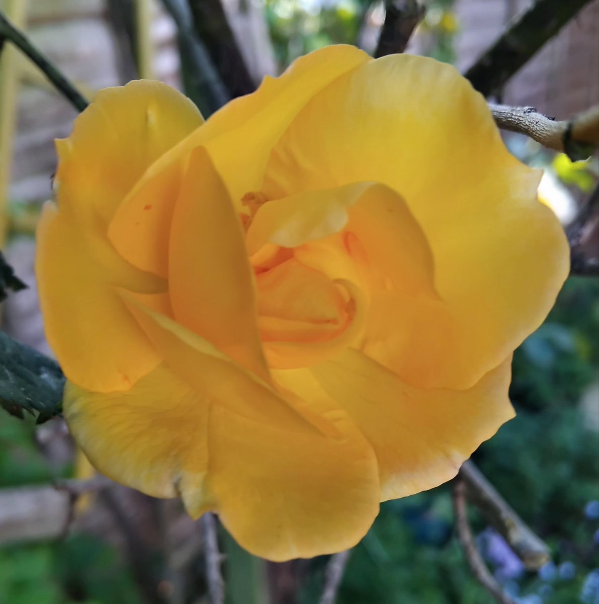 IanJ21289455's tweet image. Great day for roses ... one of Mum's Roses.
A Garden Against Time. 
#Garden #MyGarden  #flowerphotography #Roses