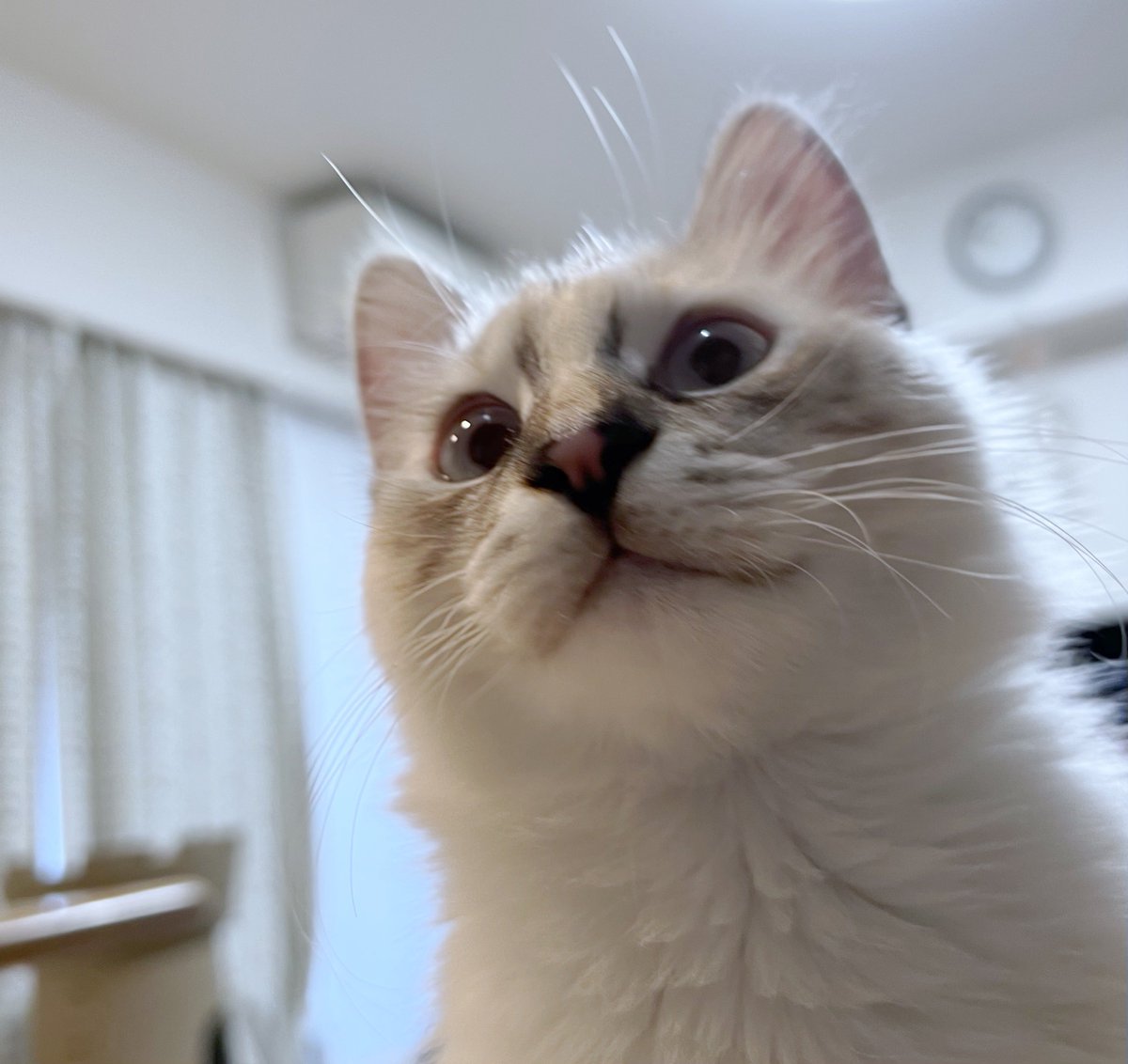 まりもんページ ぬんぬんしてた #これが0歳時代だ参ったか