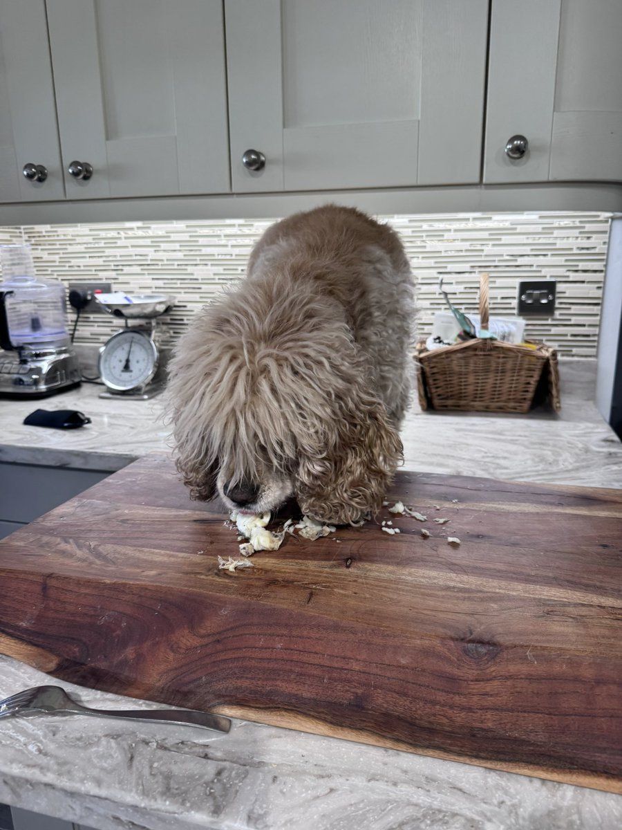 SpanielsSuper's tweet image. Don’t tell anyone because it’s an absolute secret between mum &amp;amp; I 
PussPuss didn’t finish all her fish
So mum boosted me up &amp;amp; I got it #Result #Delicious 
It was only fair as Bat chased me off the fish roasting tin
But no one tell Bat or PussPuss please #BigSecret