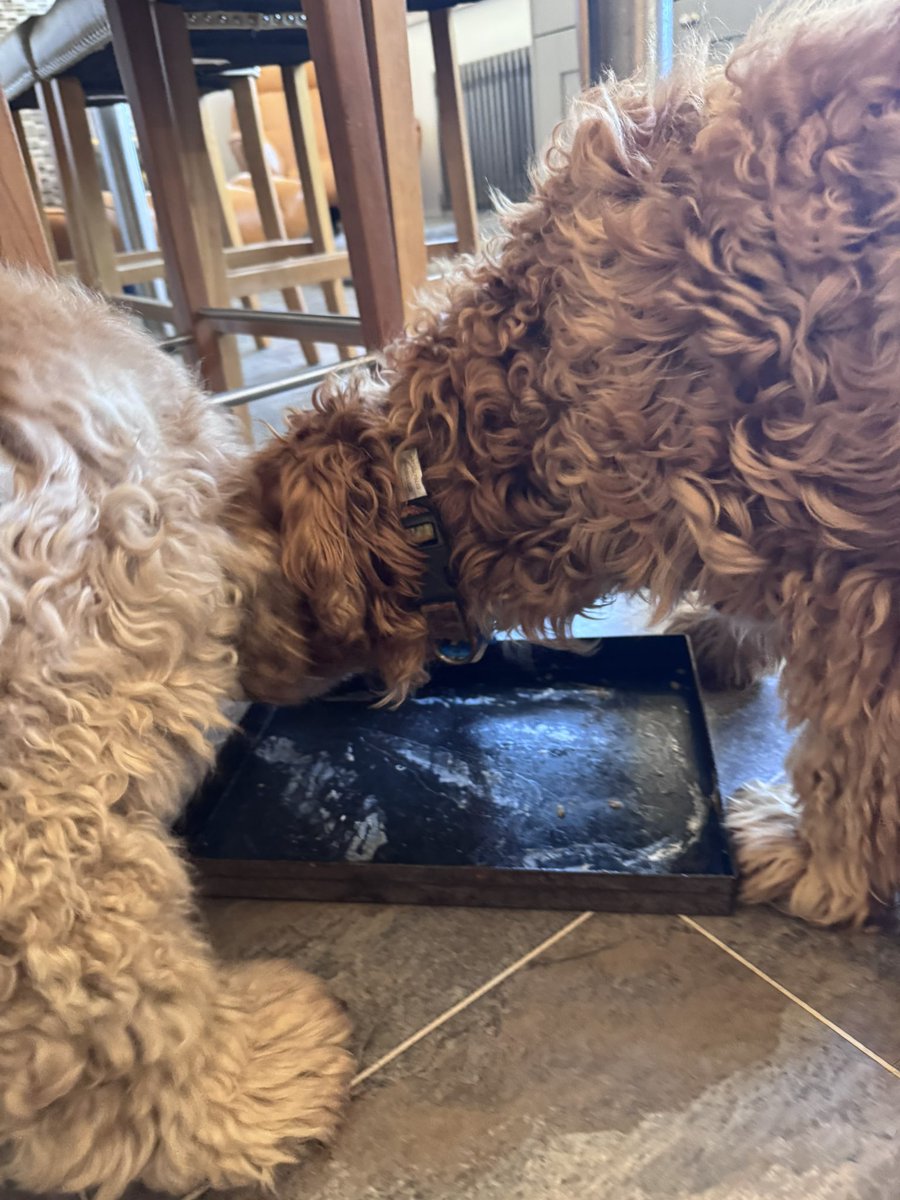 SpanielsSuper's tweet image. Don’t tell anyone because it’s an absolute secret between mum &amp;amp; I 
PussPuss didn’t finish all her fish
So mum boosted me up &amp;amp; I got it #Result #Delicious 
It was only fair as Bat chased me off the fish roasting tin
But no one tell Bat or PussPuss please #BigSecret