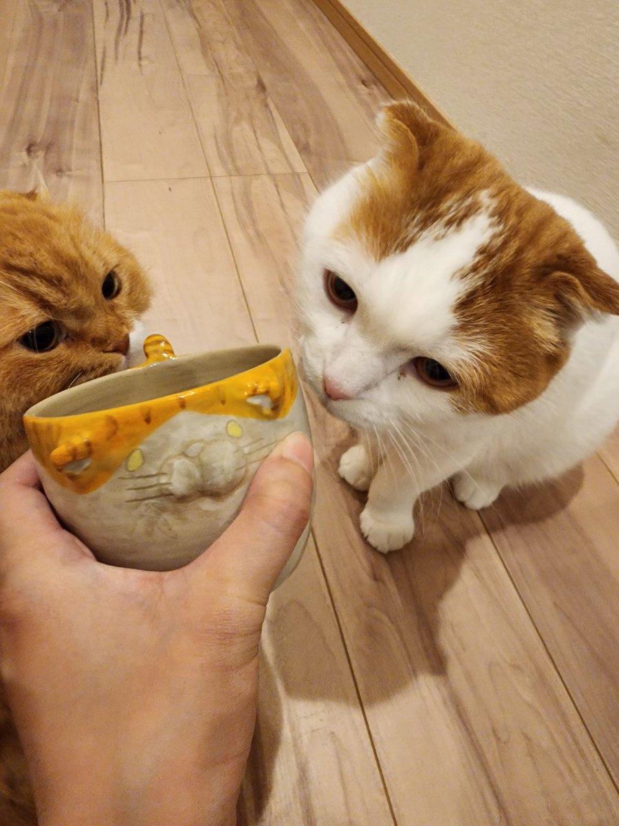 a_taros2's tweet photo. 久々の益子の陶器市🍀
うちの子っぽい子に一目惚れ🥰
 #益子
 #陶器市 https://t.co/Tf3L9oJ0fO