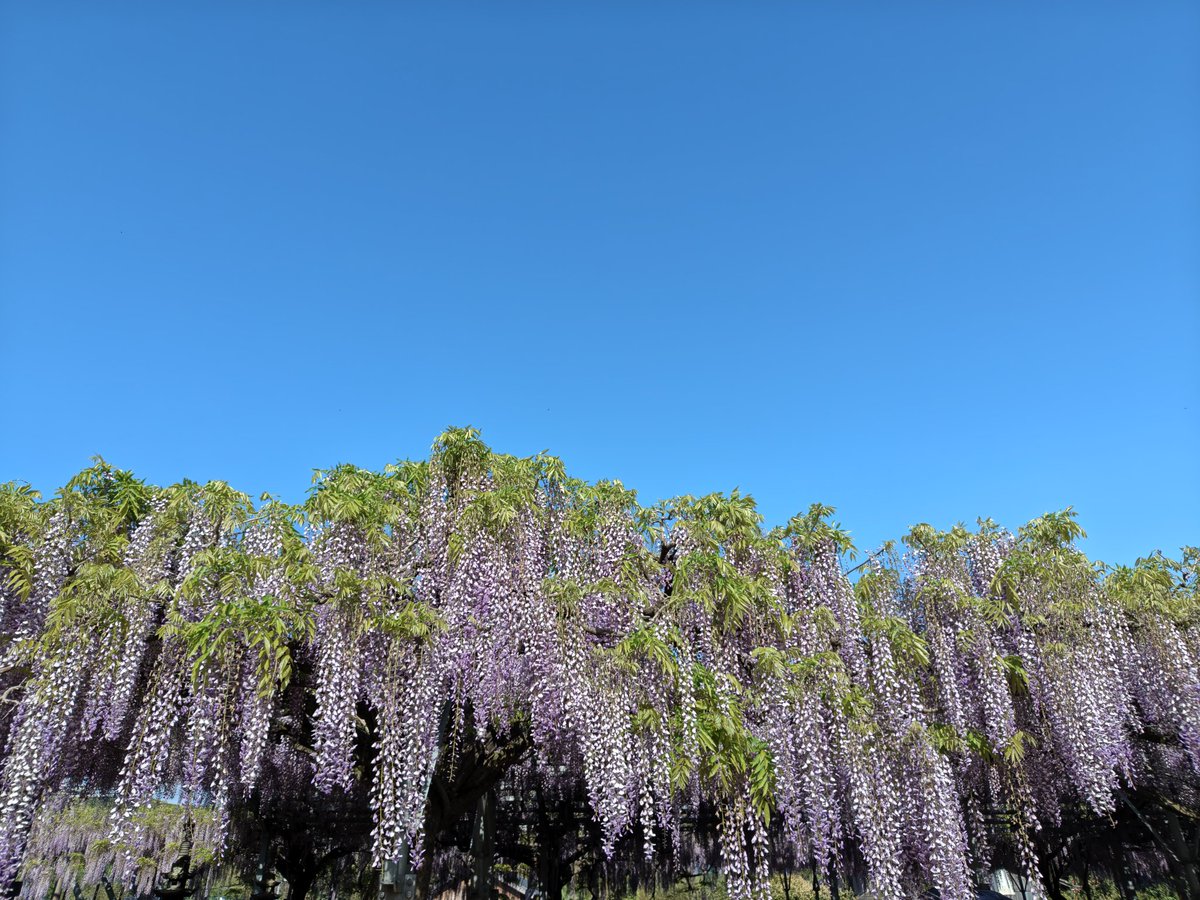 MazinSlash's tweet photo. 青空と藤の花☀️
香りも好き✨

スマホで撮ったんだけど、撮影中「バーコードを認識しました」って表示された1枚が🤣
さて、どの画像でしょうか？ https://t.co/9flCUPqqYh
