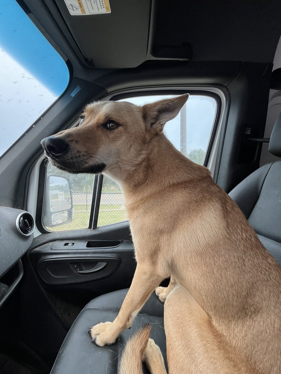 Doge Van tweet media
