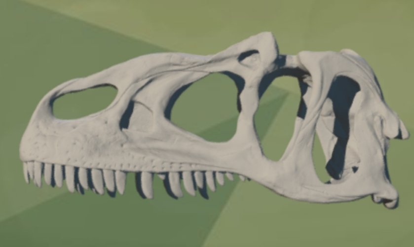Does someone know something about these allosaurus skulls from UMNH?