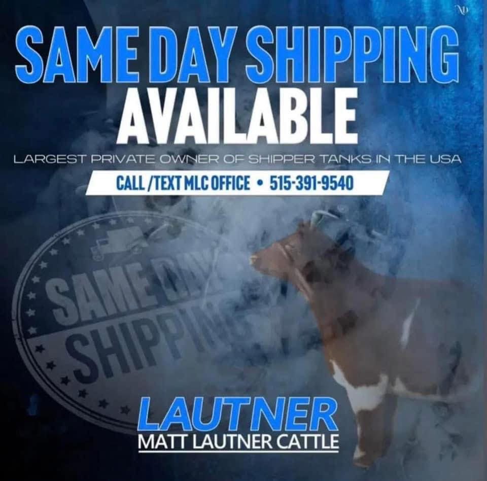 mattlautner's tweet image. Popular Maine Sires At MLC 
-Readily Available For Nationwide Shipment 

-Turning Point: $100/Unit 
-Maine Attraction: $50/Unit 
-One For All (Blaine Rodgers) : $30/Unit 

🇺🇸

-MLC Farm Visits Sunday To Sunday 
-Minnesota/Wisconsin 
-Matt Lautner : 515.450.2800

#OrderToday