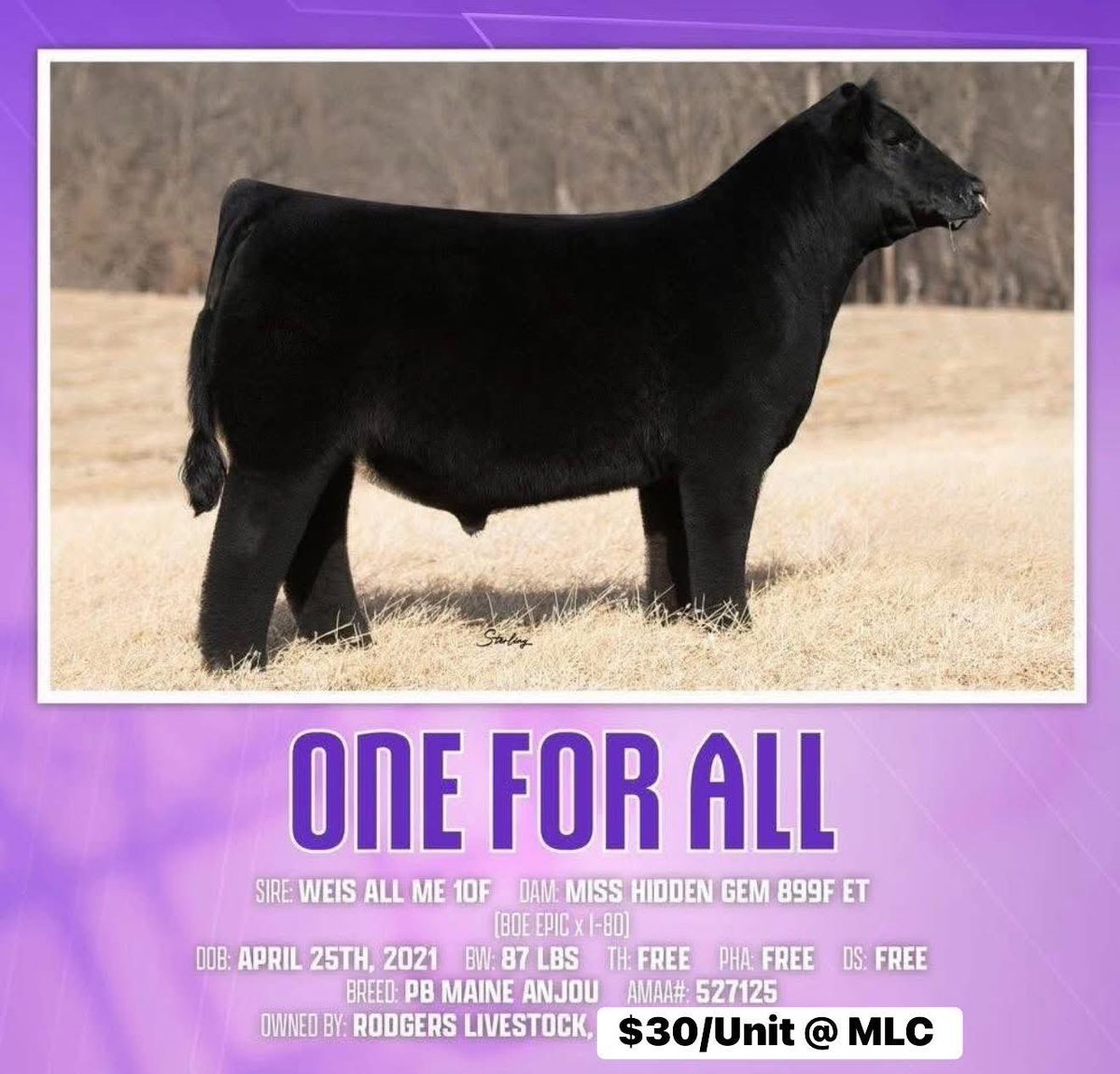 mattlautner's tweet image. Popular Maine Sires At MLC 
-Readily Available For Nationwide Shipment 

-Turning Point: $100/Unit 
-Maine Attraction: $50/Unit 
-One For All (Blaine Rodgers) : $30/Unit 

🇺🇸

-MLC Farm Visits Sunday To Sunday 
-Minnesota/Wisconsin 
-Matt Lautner : 515.450.2800

#OrderToday