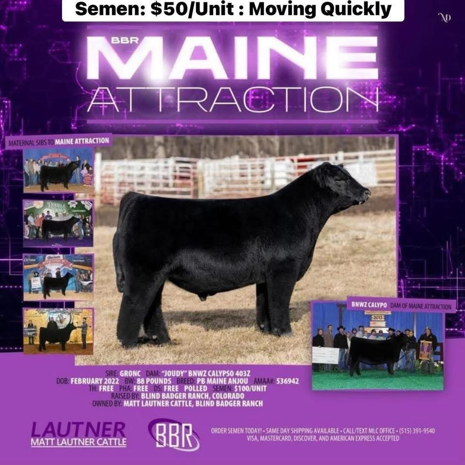 mattlautner's tweet image. Popular Maine Sires At MLC 
-Readily Available For Nationwide Shipment 

-Turning Point: $100/Unit 
-Maine Attraction: $50/Unit 
-One For All (Blaine Rodgers) : $30/Unit 

🇺🇸

-MLC Farm Visits Sunday To Sunday 
-Minnesota/Wisconsin 
-Matt Lautner : 515.450.2800

#OrderToday
