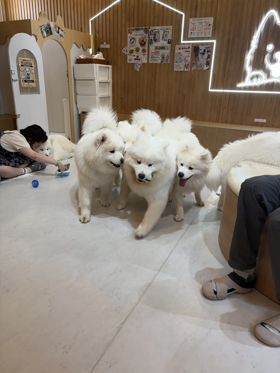 Saltz_H's tweet photo. doggies (´ω`) https://t.co/y5LKKfJ7QF