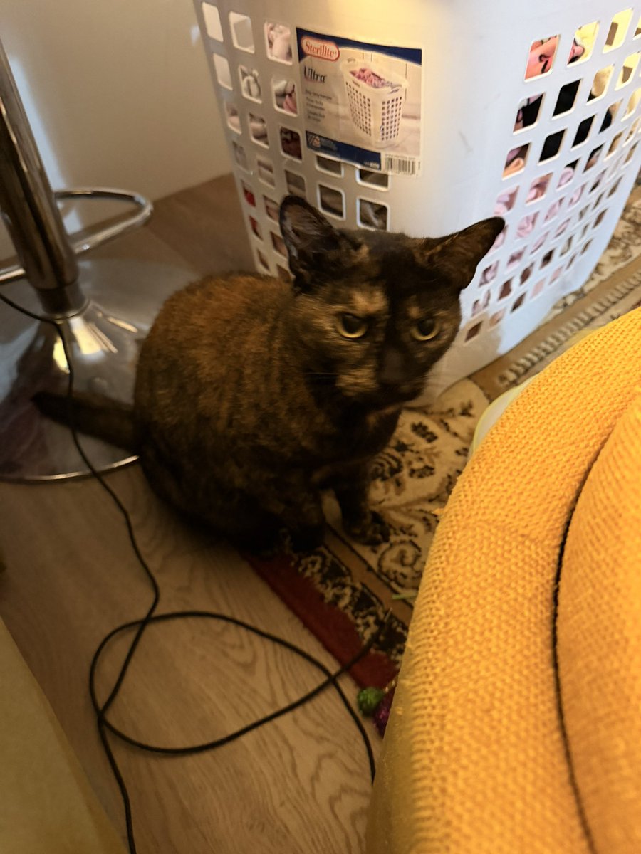 freya (4 yearce oald) tweet media