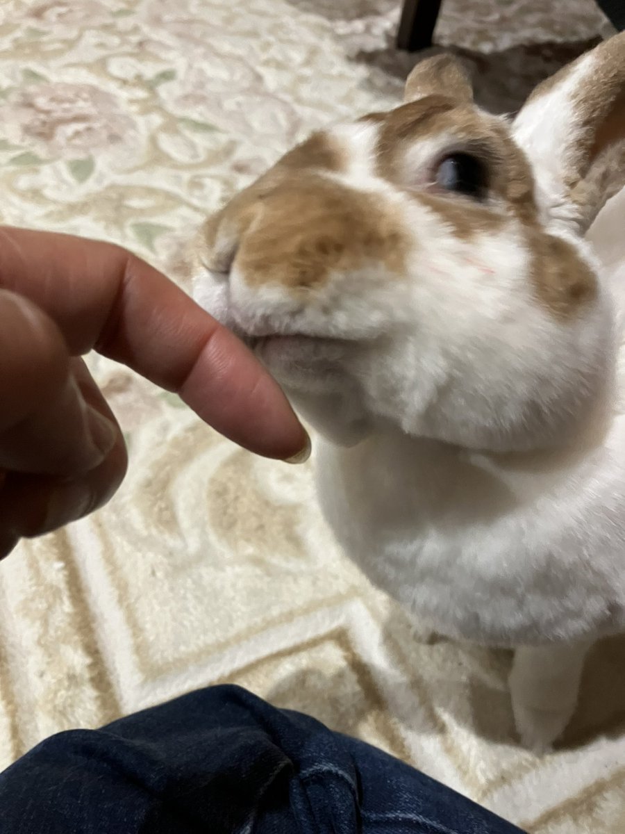 ちょこ りん tweet media