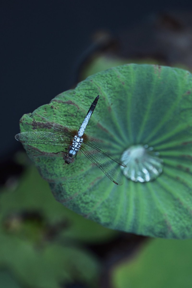 Tiny world in Benchakitti forest park