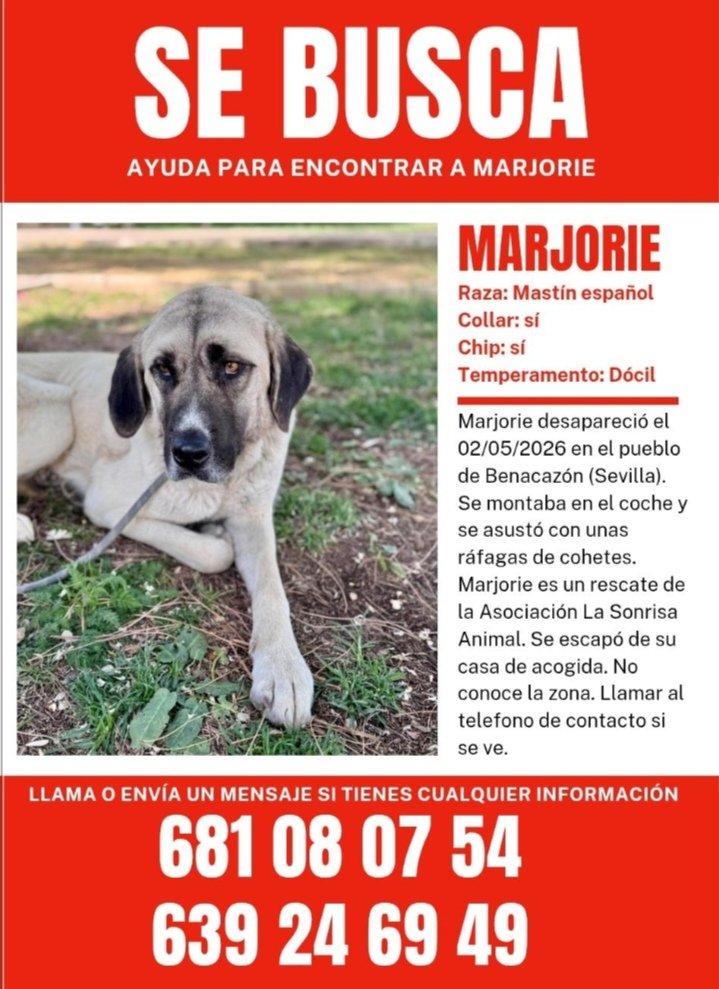 sonia 🐕🐶🐱🐅🦓🐷🦌🐮🐄🐒🐩🐂🦃🐴🐃🦛🦁🐐🌱💚🇵🇸 tweet media