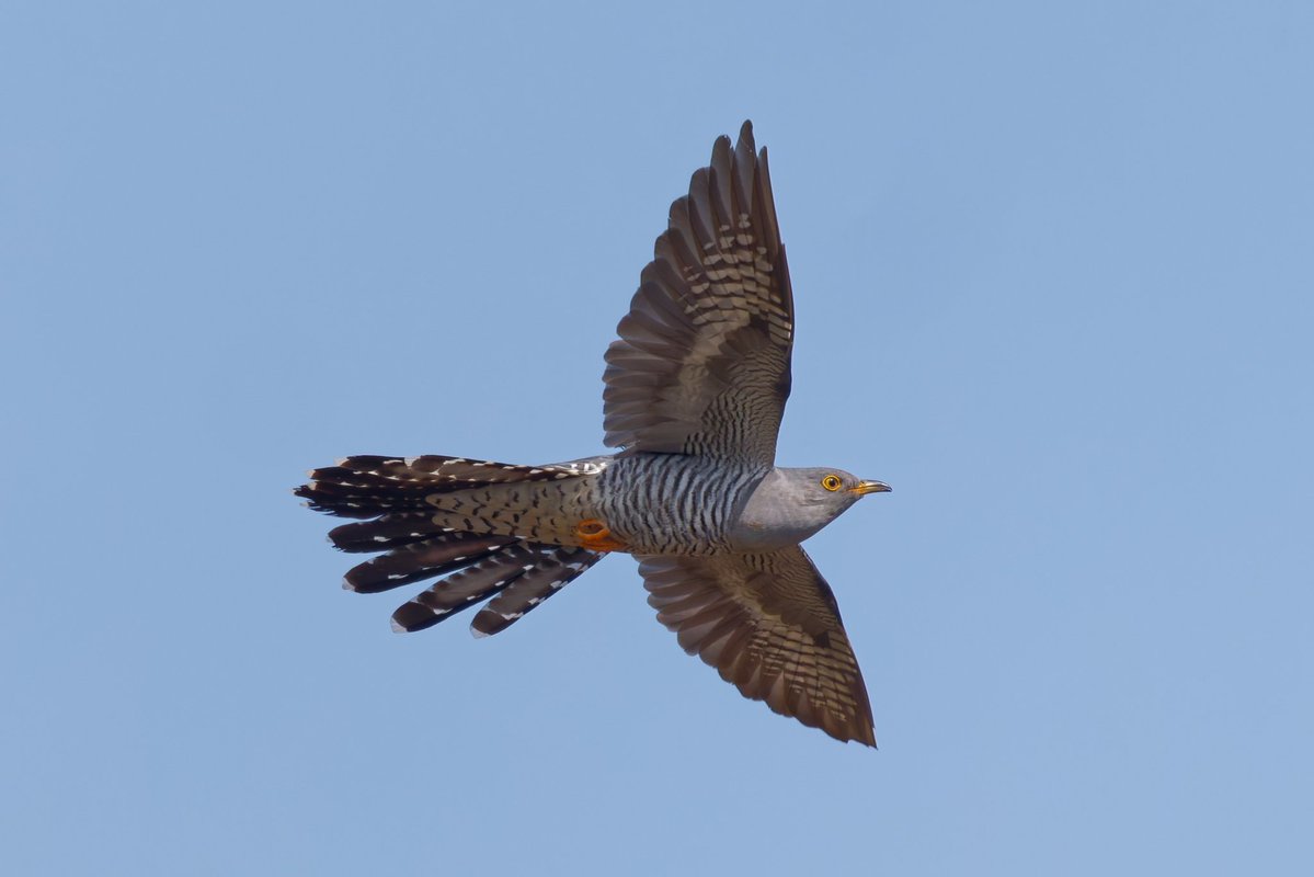Michael80798575's tweet image. Cuckoo seen in Sutton Park Birmingham yesterday @WestMidBirdClub #cuckoo #birds #bird