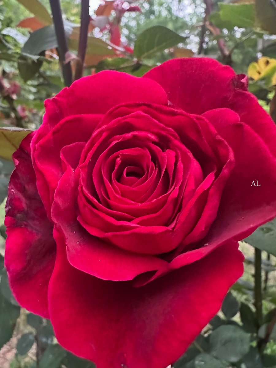 al_lawson16's tweet image. Good morning and happy Saturday.#SaturdayVibes
