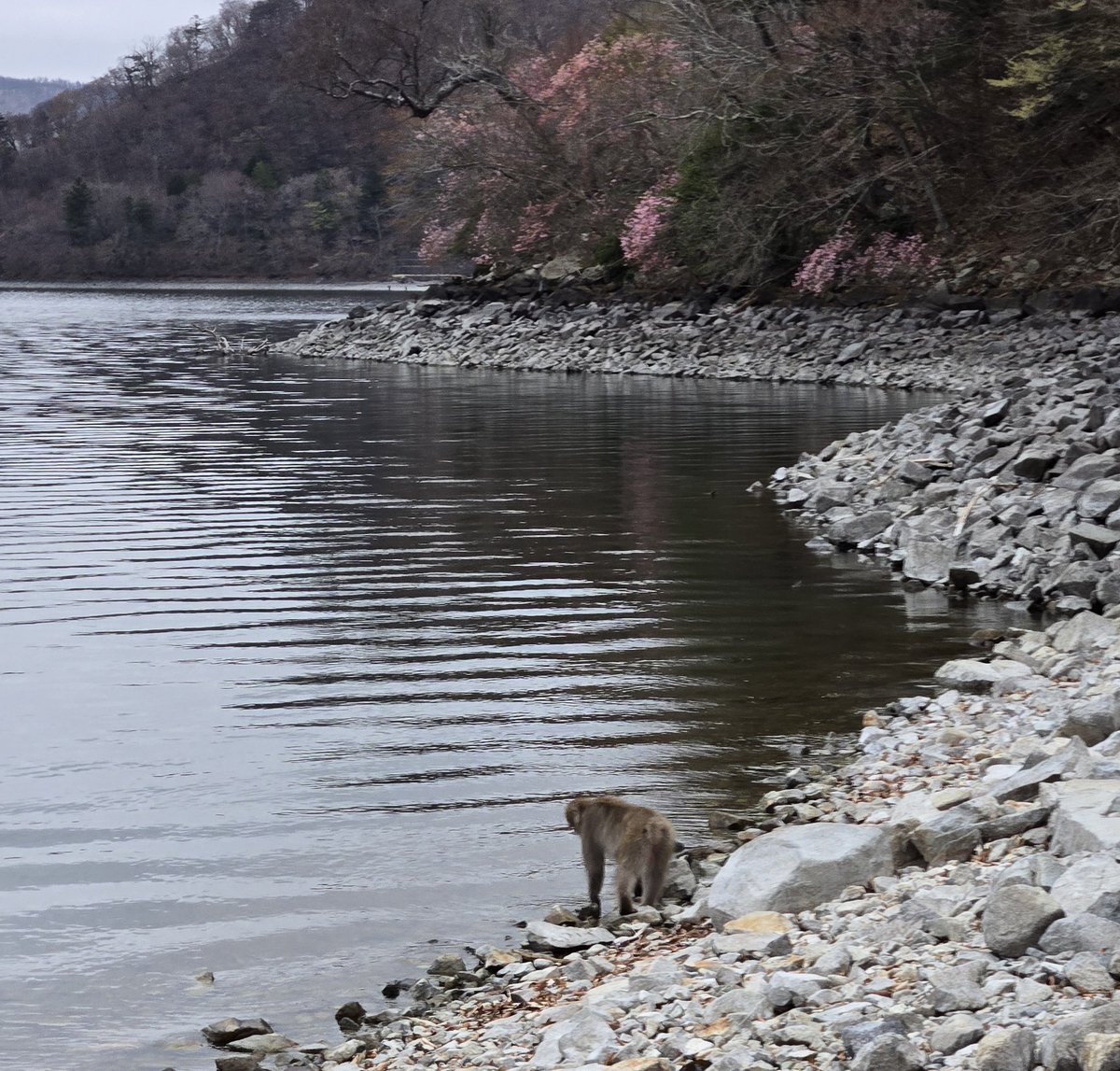 sgr_flyfisher's tweet image. はい、ハゲ散らかしました
今年もチャンス少ないのに

誰か救いの手を😭

#中禅寺湖
#flyfishing
#loop