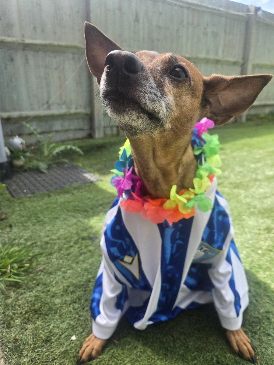 LauraSWFC's tweet photo. Can't be at the game so Flynn is representing in Nottingham #honoluluwednesday #swfc https://t.co/gPSCK3McwP