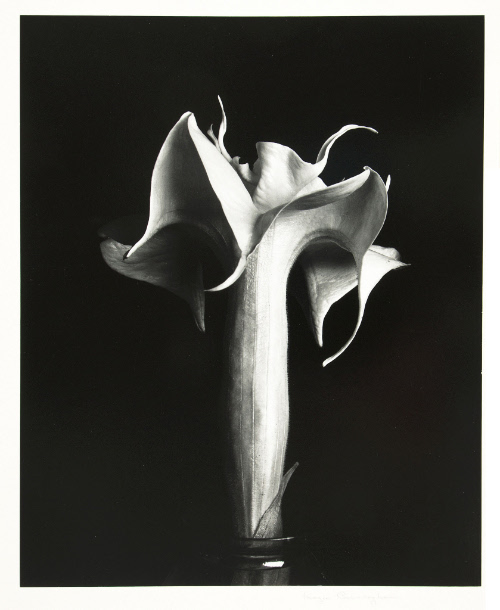 twistopherrobin's tweet image. #Photography #Monochrome #ImogenCunningham