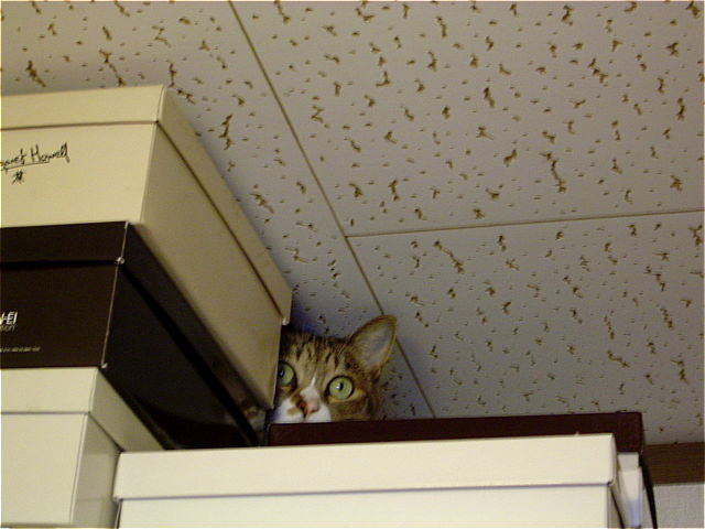 Ruled By Cats tweet media