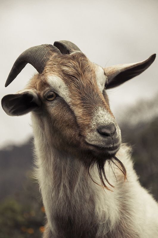 Goat tweet media