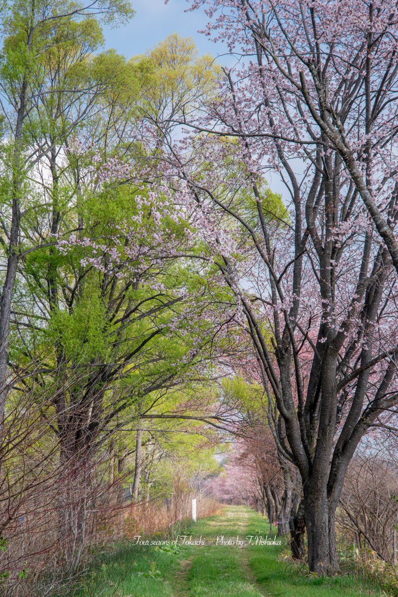 nishi@北海道十勝の風景写真 tweet media