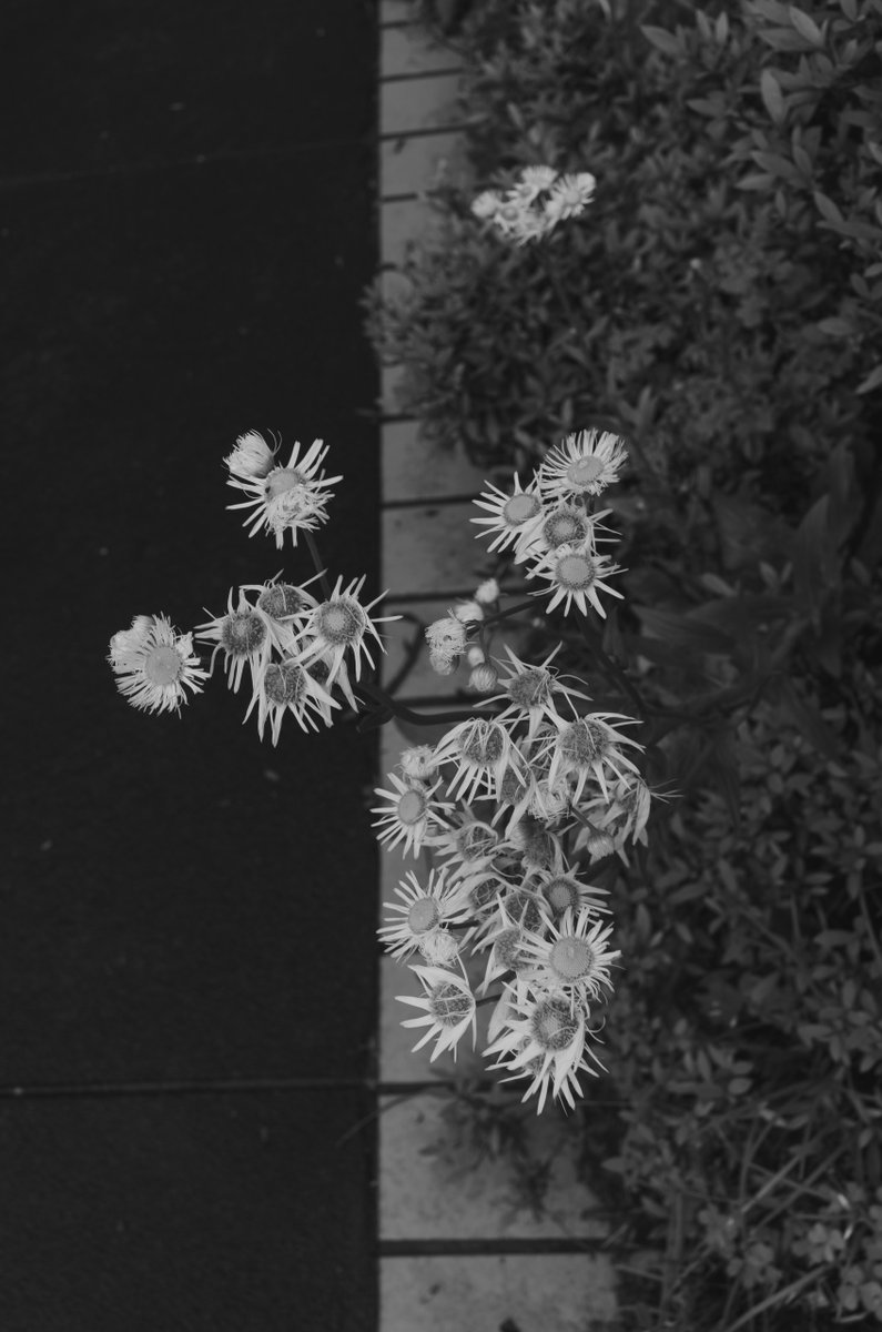 akabeko63's tweet image. #2468
#monochrome #モノクローム