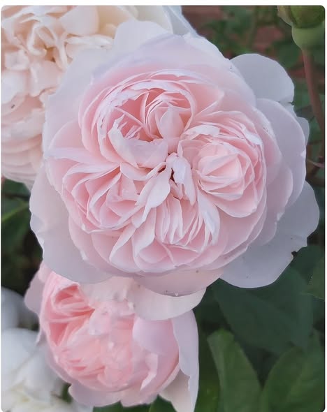 SilverLadyGB's tweet photo. https://t.co/DGHqmrZVQq Hi, just thought I would wish you all a lovely May Bank Holiday weekend! All the blossom has been blooming around the town ! Were open all through the holiday and here are a few of our own lovely  favourites to go with your spring ensemble ! Love Jane x📷 https://t.co/gg11ybDazj