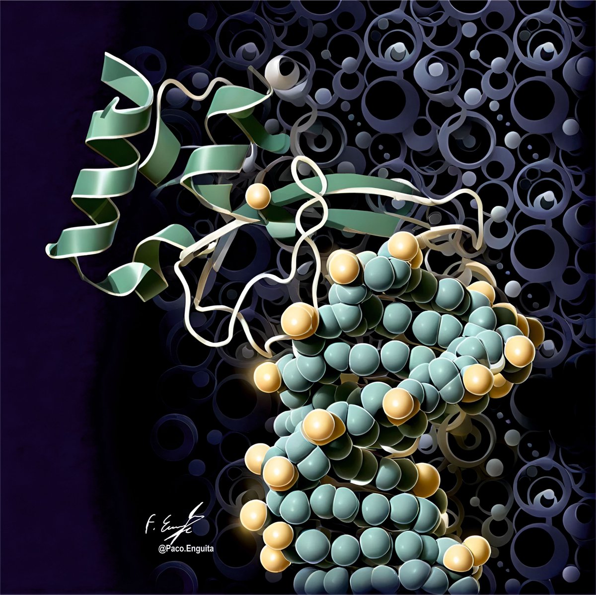 fenguita's tweet photo. Crystal structure Human poly ADP-ribose polymerase (PARP-1 )-zinc finger 1 bound to synthetic DNA (PDB code: 9UMC) #scivis #molecularart @dzine_ai @proteinimaging
https://t.co/Wguag2AwWS https://t.co/T1yZmUyy2Z
