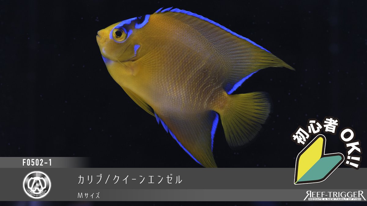 REEF-TRIGGER tweet media