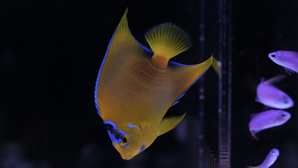REEF-TRIGGER tweet media